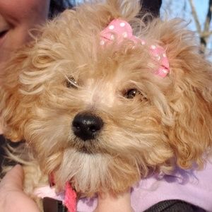 Meet your Posher, Billie